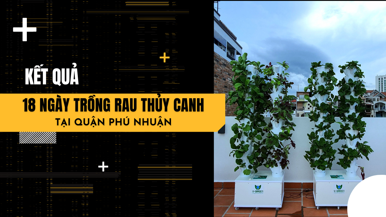 Kết quả sau 18 ngày lắp trụ trồng rau thủy canh V-Garden tại quận Phú Nhuận