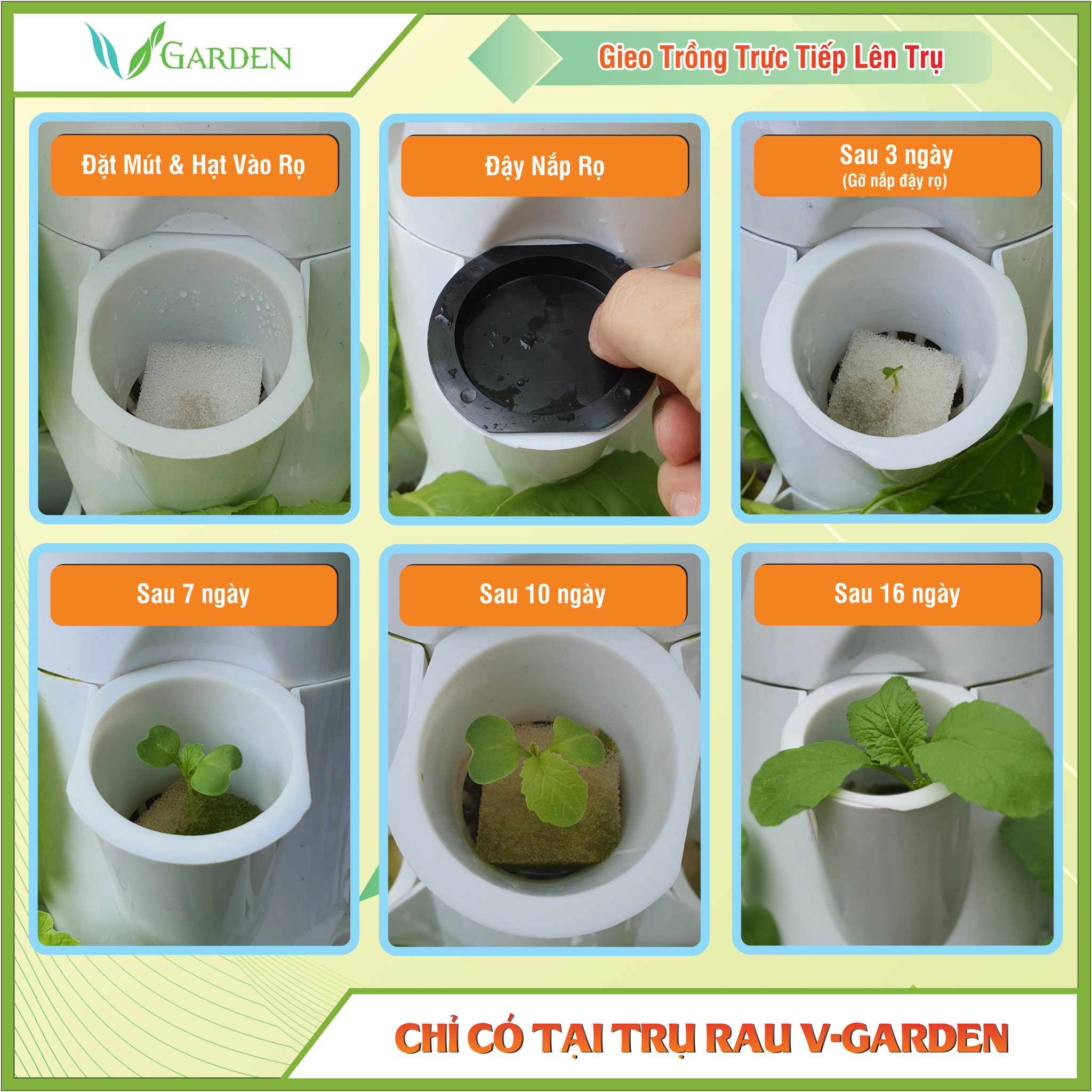 Khả năng ươm hạt trồng trực tiếp trên trụ trồng rau thủy canh V-Garden