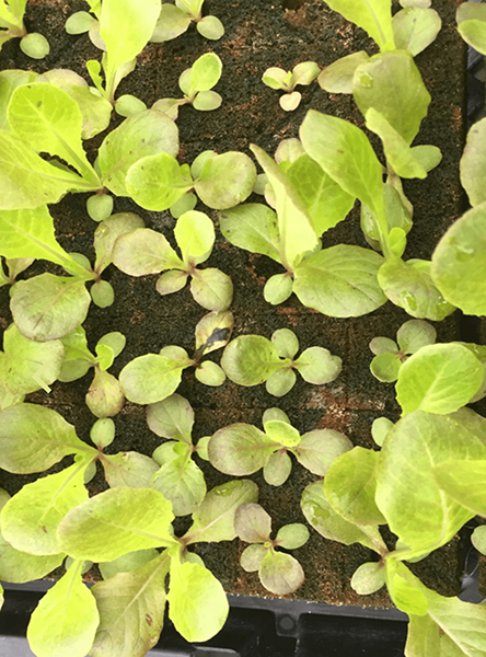 kỹ thuật trồng xà lách