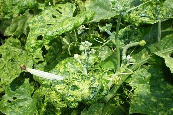 Hướng dẫn phòng trị bệnh bằng phương pháp hữu cơ cho các loại rau ăn quả