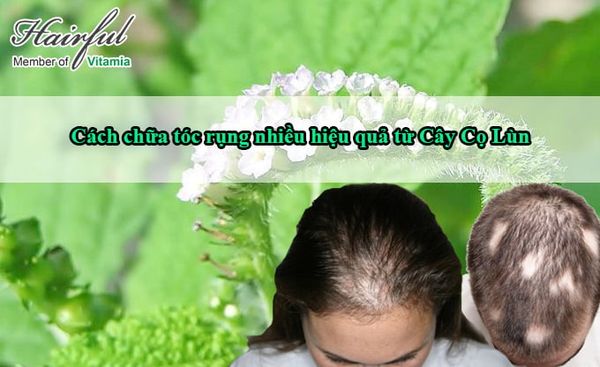 Cách chữa tóc rụng nhiều từng mảng từ “Thảo dược trị rụng” Cây Vòi Voi
