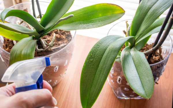 Tại sao nên sử dụng nước tiểu cho hoa lan?