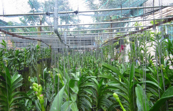 Các nguyên tắc chọn và xử lý nước tưới cho hoa lan