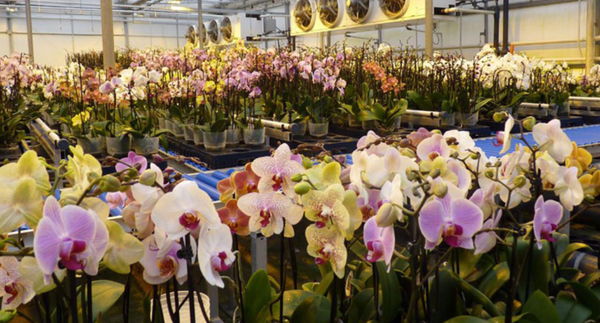 Thời điểm và tần suất tưới nước cho hoa lan