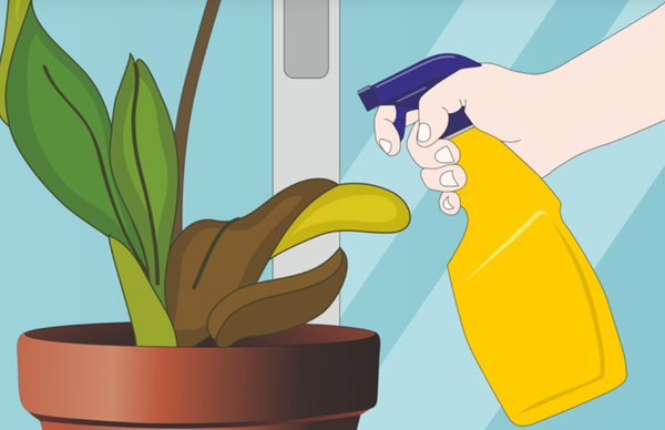 Hướng dẫn tưới nước tiểu và các phương pháp tưới khác