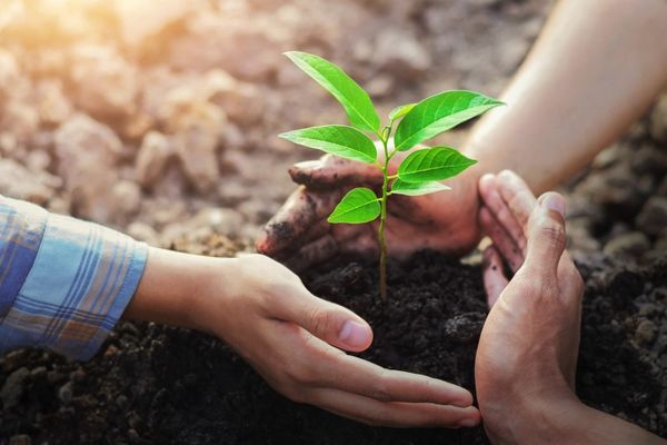 trồng thêm nhiều loại cây xanh giảm ô nhiễm không khí