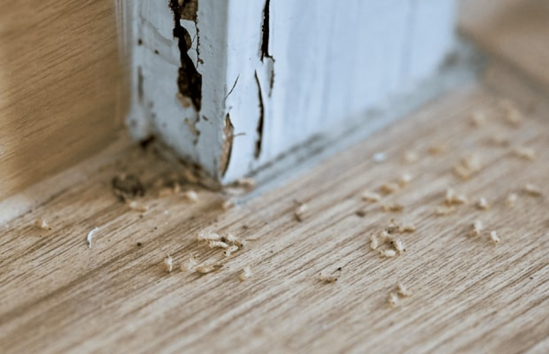 10 Cách diệt mối dưới nền nhà - Kinh nghiệm từ chuyên gia