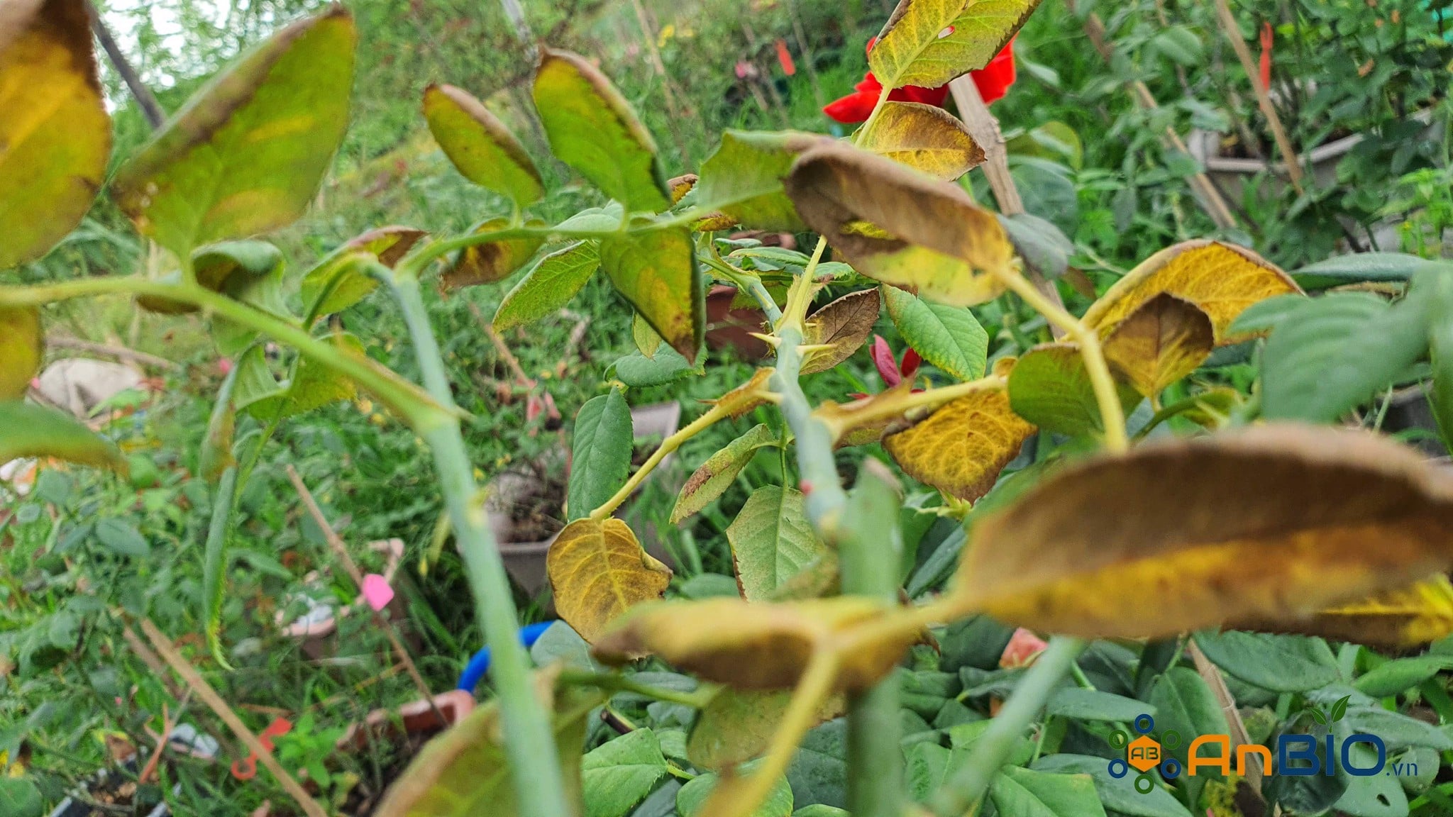 Phòng trừ nhện đỏ trên Hoa Hồng