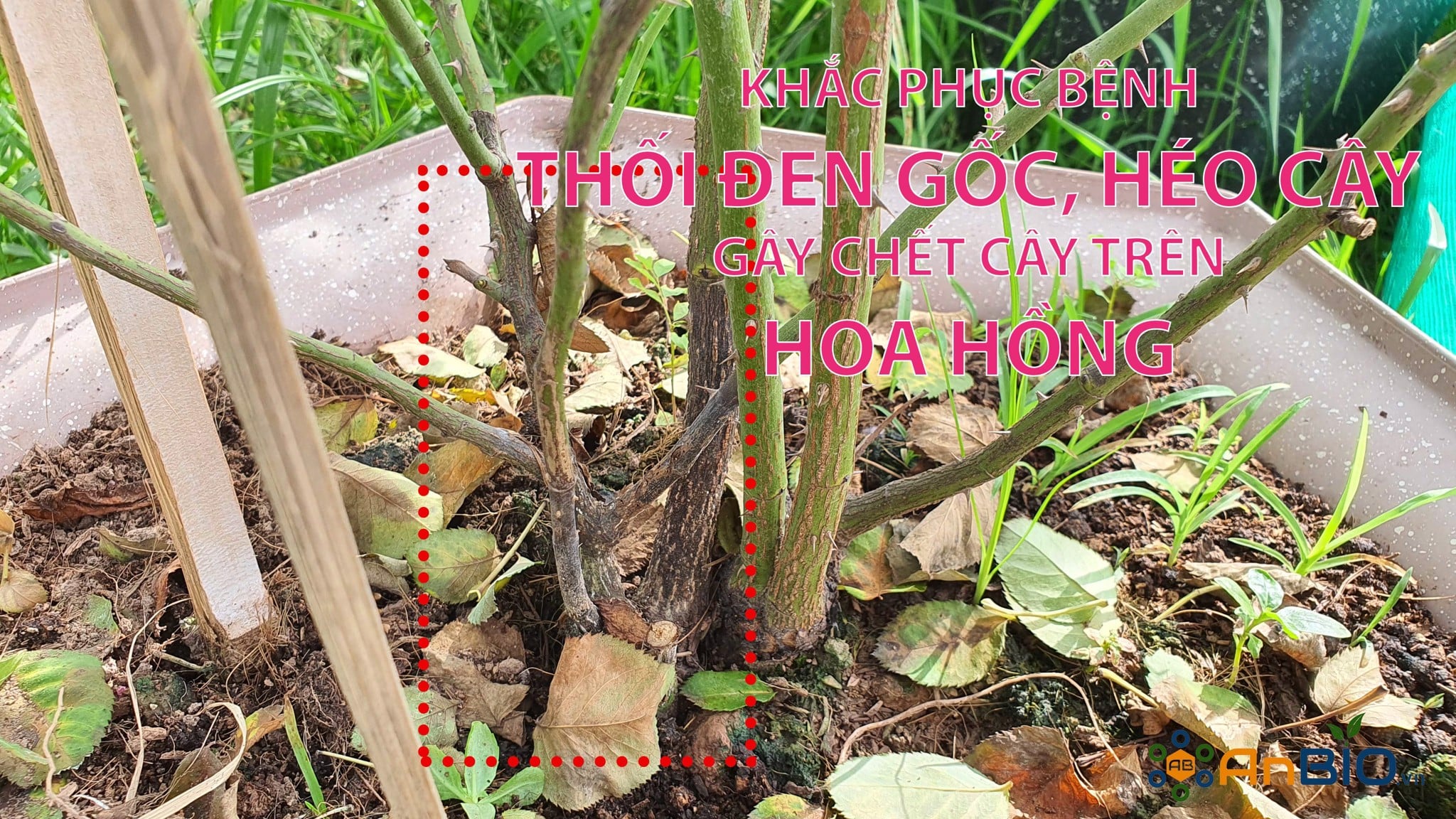 BỆNH THỐI ĐEN GỐC (HÉO CÂY) GÂY HẠI TRÊN HOA HỒNG