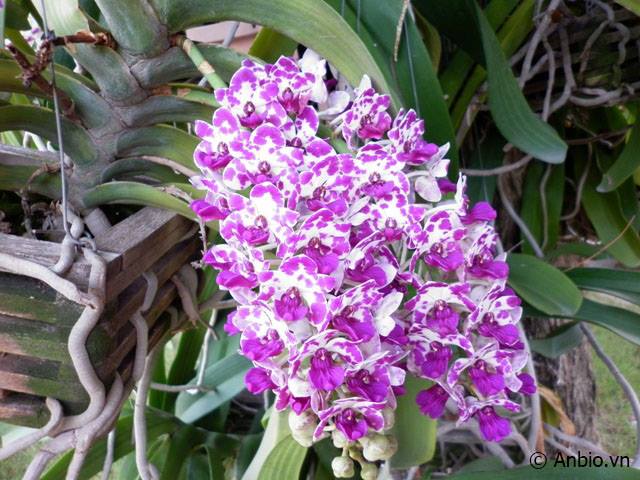 Kỹ thuật trồng Hoa Lan Ngọc Điểm (Đai Châu, Nghinh Xuân) Thái Lan từ cây con cơ bản