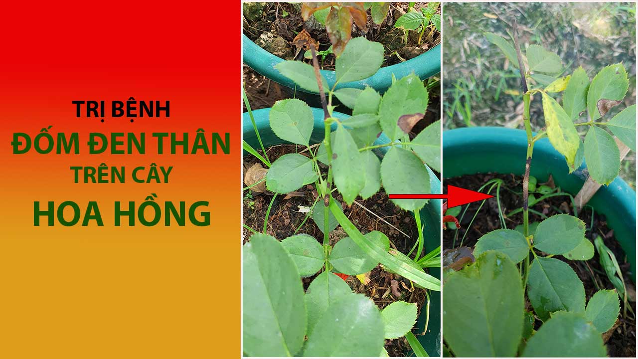 BỆNH ĐỐM ĐEN THÂN (KHÔ CÀNH) TRÊN CÂY HOA HỒNG