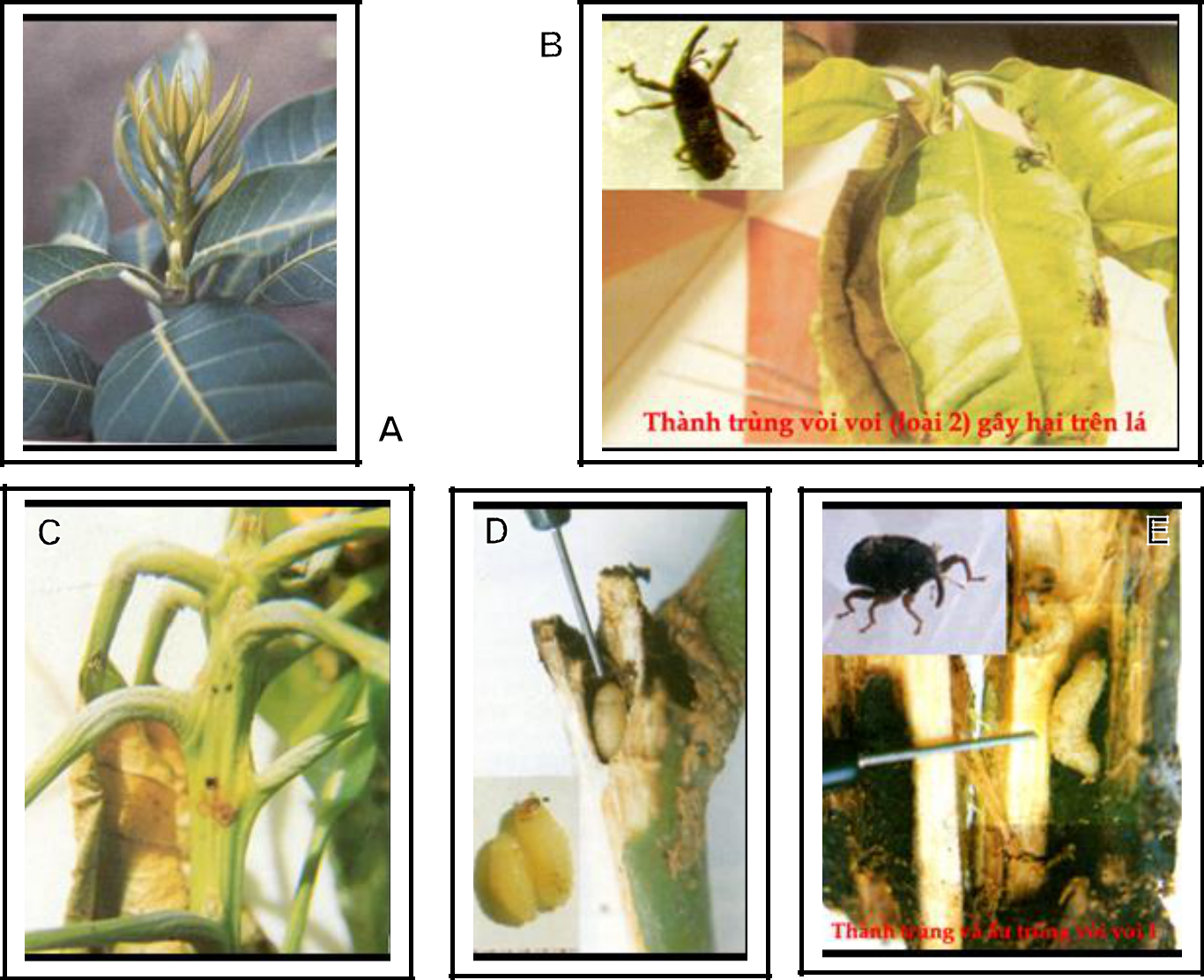 Hình 14: (A) Chồi non; (B) Con trưởng thành gây hại trên lá; (C) Chồi non bị hại; (D) Ấu trùng; (E) Ấu trùng gây hại trong đọt non.