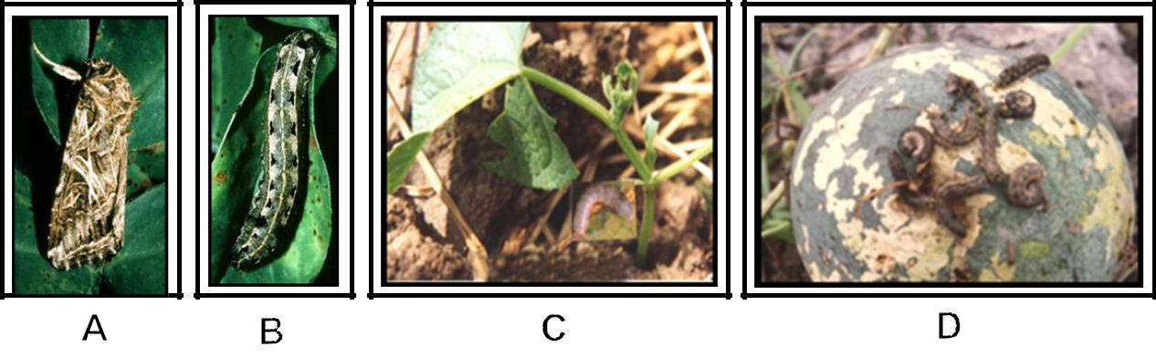 Hình 3: (A) Bướm sâu ăn tạp; (B) Sâu ăn tạp trên lá đậu; (C) Sâu ăn phá dưa leo; (D) Sâu phá hại dưa hấu.