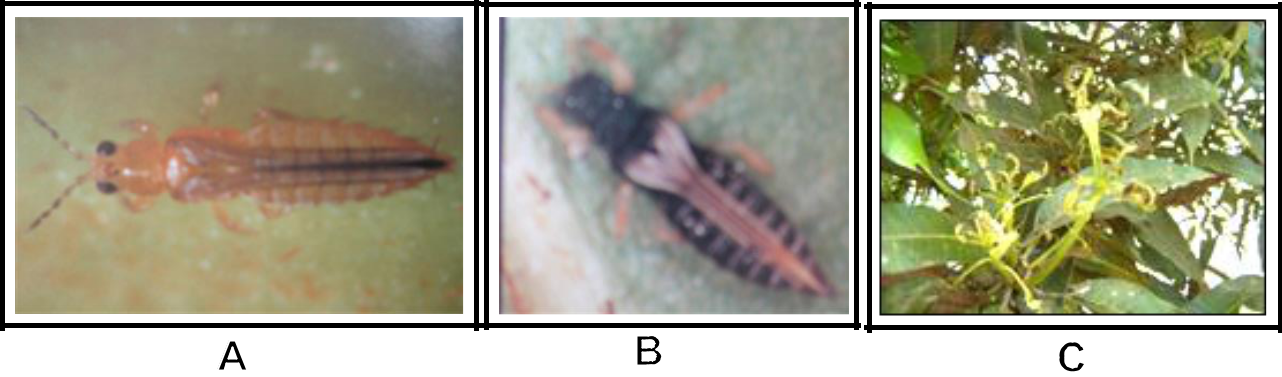 Hình 7: (A) Scirtothrips dorsalis; (B) Frankinella sp.; (C) Bọ trĩ gây hại làm xoắn chồi non; (D) Lá bị bọ trĩ gây hại; (E) Chồi non bị hại; (F) Bọ trĩ gây hại làm xoắn chồi non.