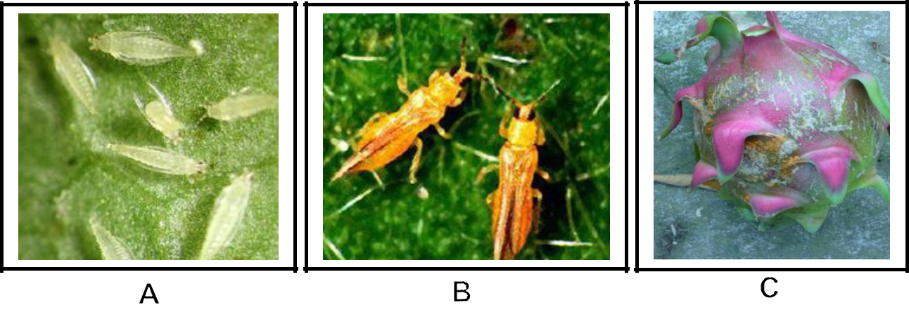Hình 2: (A) Bọ trĩ giai đoạn tiền nhộng; (B) Bọ trĩ trưởng thành; (C) Triệu chứng bọ trĩ gây hại trên trái.