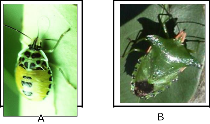 Hình 12: (A) Ấu trùng bọ xít xanh hại thanh long; (B) Bọ xít xanh trưởng thành hại thanh long.