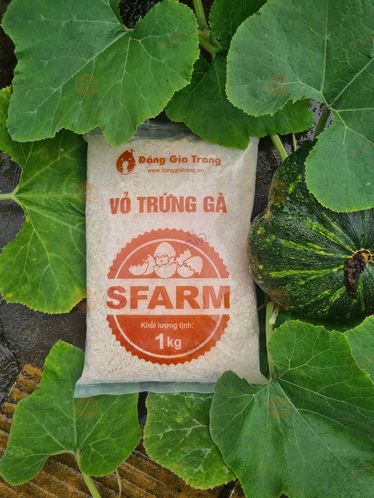 Vỏ trứng gà Sfarm