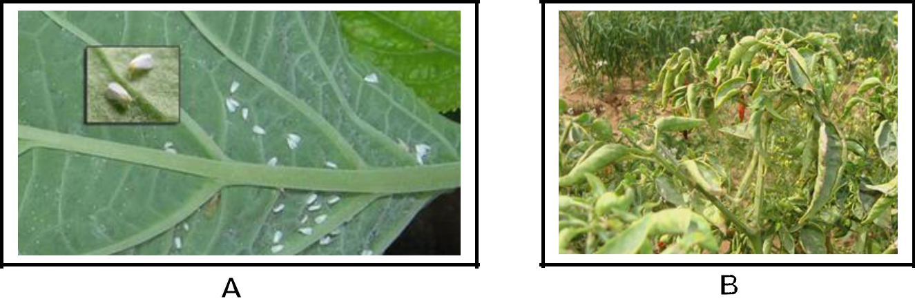 Hình 4: (A) Bọ phấn tập trung chích hút ở mặt dưới lá; (B) Bọ phấn chích hút truyền bệnh virus cho cây.