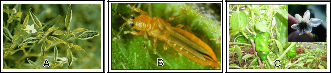 Hình 2: (A) Bệnh virus trên ớt; (B) Bọ trĩ trưởng thành; (C) Bọ trĩ chích hút truyền bệnh siêu vi khuẩn (virus) cho cây.