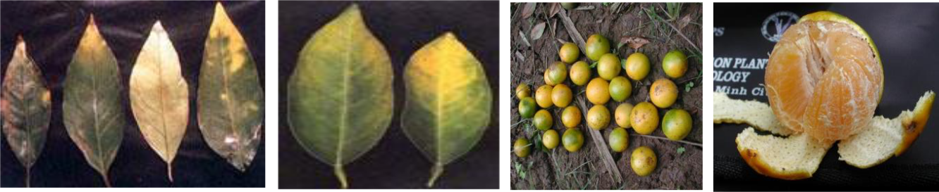 Các triệu chứng thiếu hụt Kali trên lá và trái cây có múi.