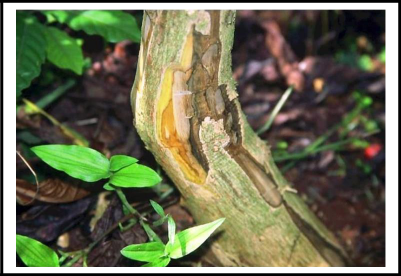 Cây bị nứt thân do nấm Fusarium sp. gây ra