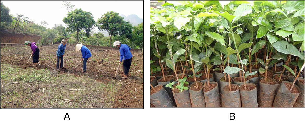 Hình 1: (A) Chuẩn bị đất trồng cà phê; (B) Cây giống cà phê.