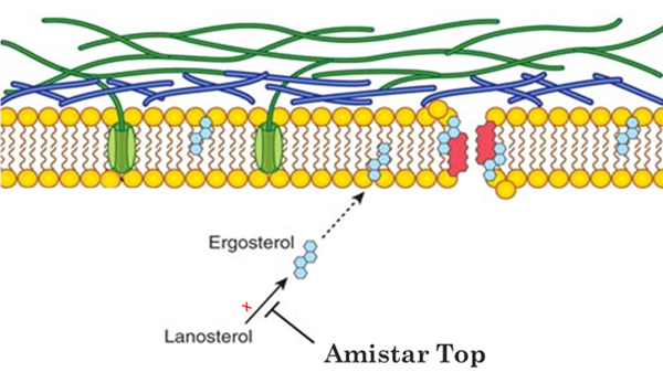 Amistar Top 100ml Syngentar