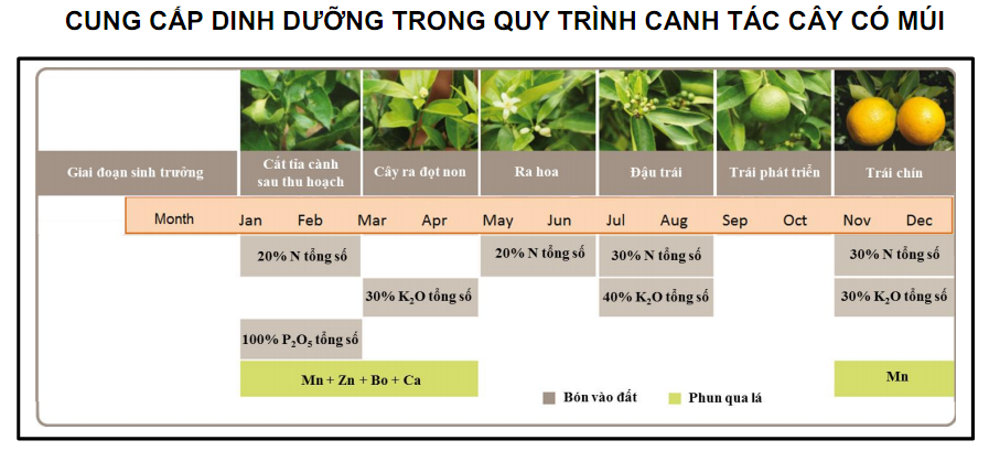 CUNG CẤP DINH DƯỠNG TRONG QUY TRÌNH CANH TÁC CÂY CÓ MÚI