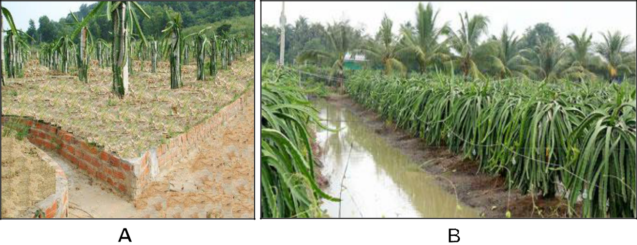 Hình 4: (A) Đào rảnh thoát nước trong mùa mưa; (B) Lên luống cao tránh ngập úng cho vườn thanh long.
