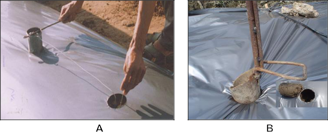 Hình 6: (A) Đục lỗ màng phủ bằng lon nhiệt; (B) Đục lỗ màng phủ bằng lon