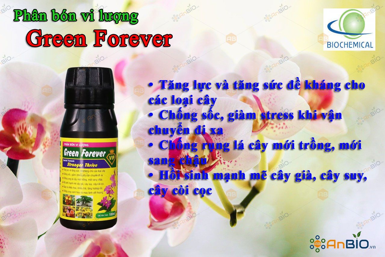 Green Forever Chai 100ml