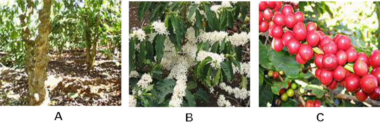 Hình 2: (A) Thân cây cà phê; (B) Hoa cà phê; (C) Trái cà phê đến thu hoạch.