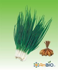 Hành Hương Cao Sản AnBio.vn