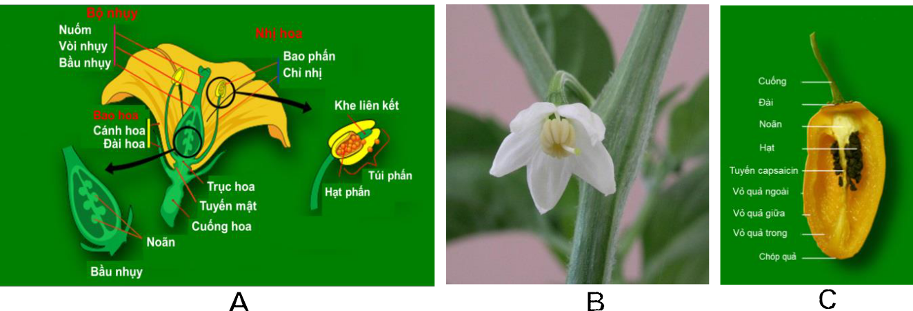 Hình 2: (A); (B) Hình thái hoa ớt; (C) Hình thái trái ớt.