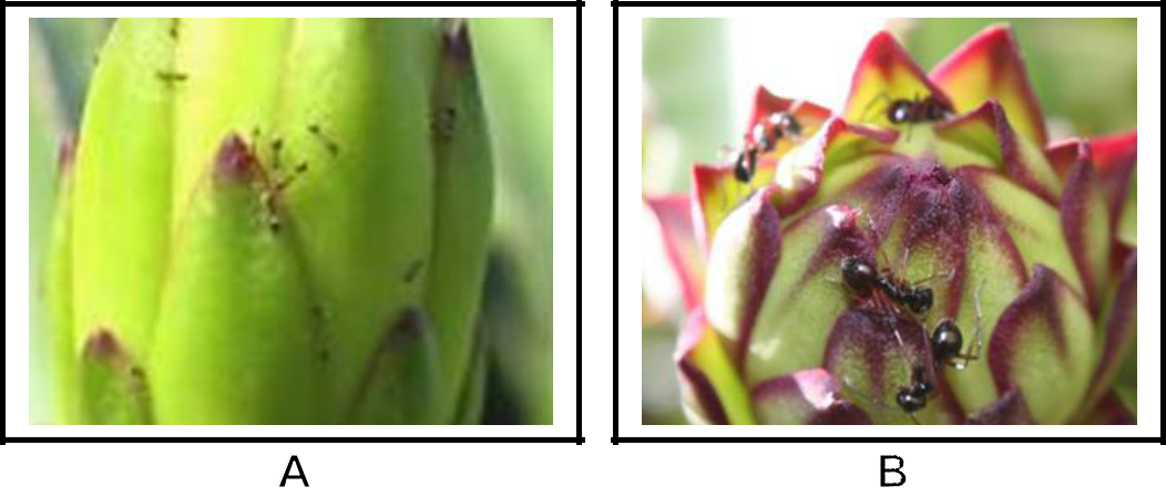 Hình 4: (A) Kiến riện gây hại trên hoa thanh long; (B) Kiến riện gây hại trên nụ hoa thanh long.