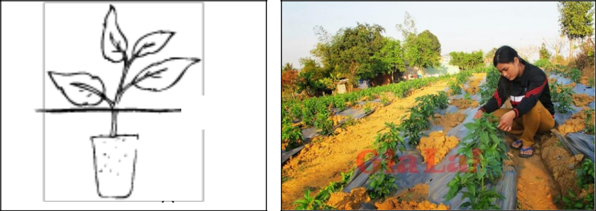 Hình 4: (A) Kỹ thuật đặt bầu; (B) Trồng ớt có màng phủ nông nghiệp.