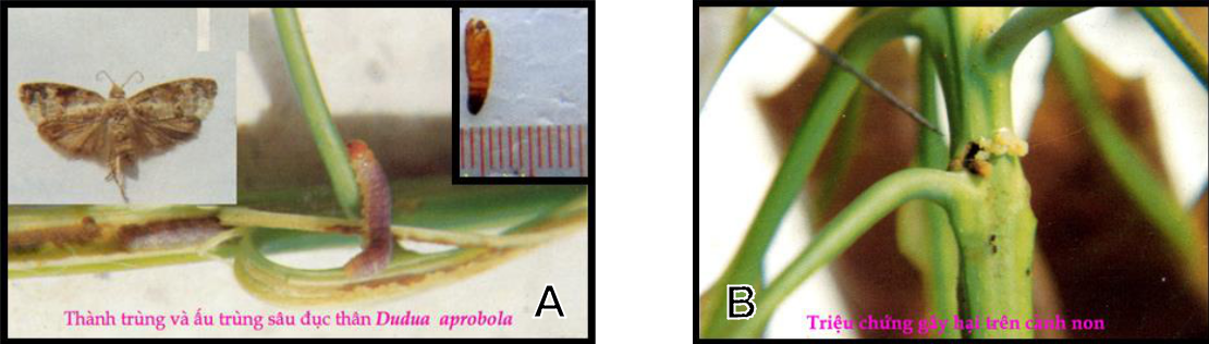 (A) Trưởng thành – Sâu non – Nhộng sâu đục cành; (B) Vết đục trên đọt non.