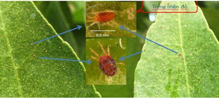 Cách phòng trị nhện đỏ hại cây hoa mai – AnBIO.vn | Agriculture Natural  Biotechnology