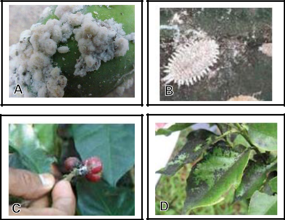 Hình 4: (A) Rệp sống thành quần thể trên các bộ phận cây trồng; (B) Rệp có thể sống riêng lẻ trên các bộ phận cây trồng; (C) Rệp sống và gây hại trên trái cà phê; (D) Rệp gây hại tạo nên bồ hóng (mụi đen) trên lá.