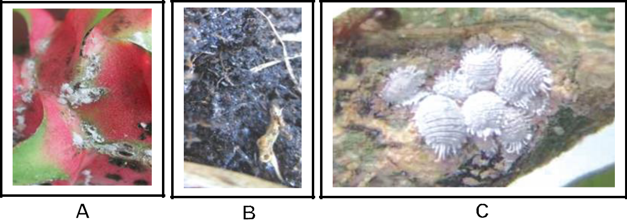 Hình 1: (A) Rệp sáp gây hại trên vỏ trái thanh long; (B) Rệp sáp có thể sống trong đất và phân bón gốc; (C) Rệp sáp gây hại trên thân cành thanh long.