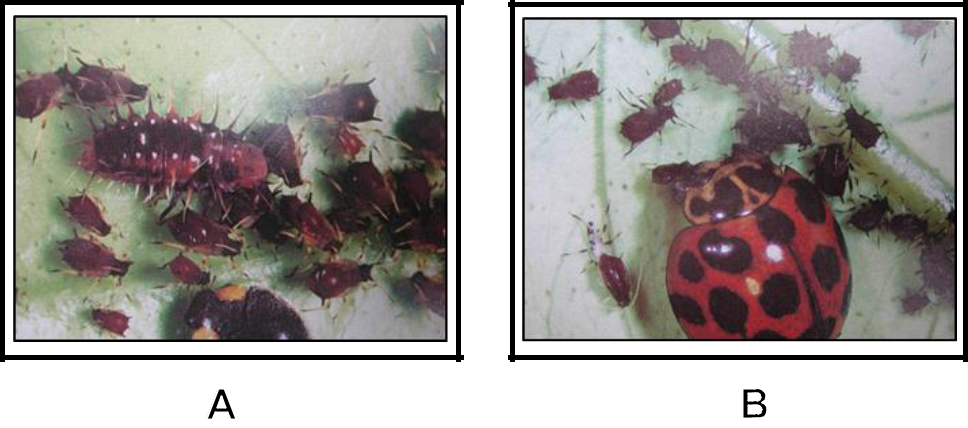 Hình 5: (A) Rầy mềm sống thành quần thể trên các bộ phận cây trồng; (B) Bọ rùa - Thiên địch của rầy mềm.