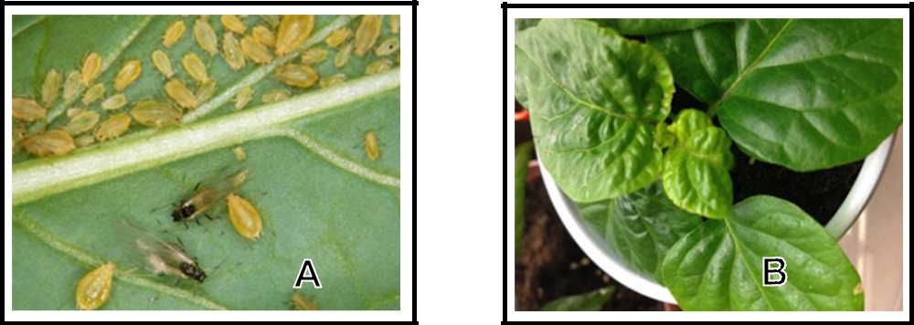 Hình 5: (A) Rầy mềm chích hút ở mặt dưới lá; (B) Rầy mềm chích hút truyền bệnh virus cho cây.