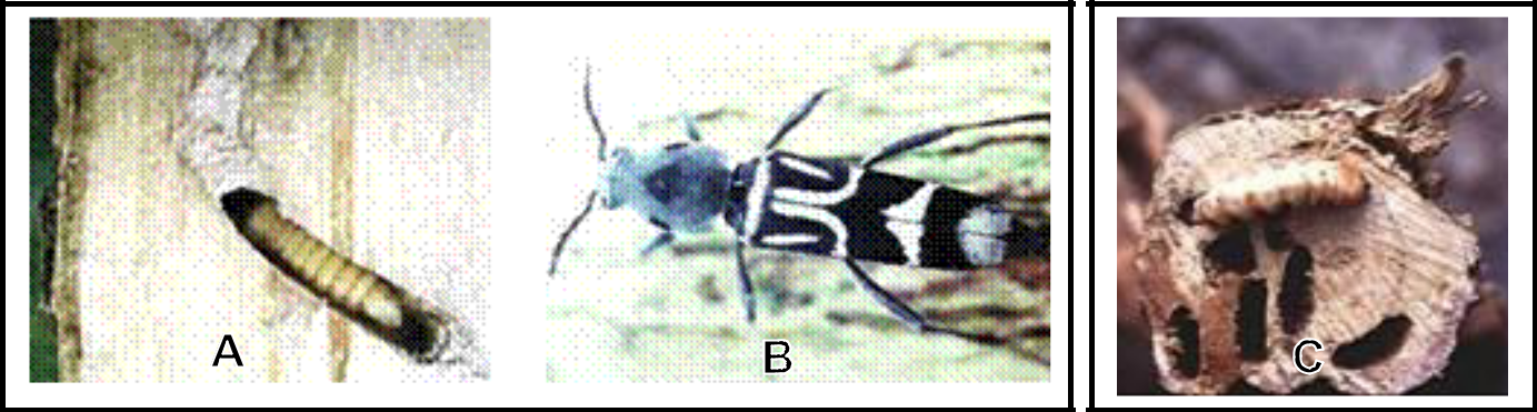 Hình 5: (A) Ấu trùng sâu đục thân màu trắng gây hại trên thân cà phê; (B) Con trưởng thành của sâu đục thân màu trắng; (C) Vết đục của sâu trên mặt cây cắt ngang thân.