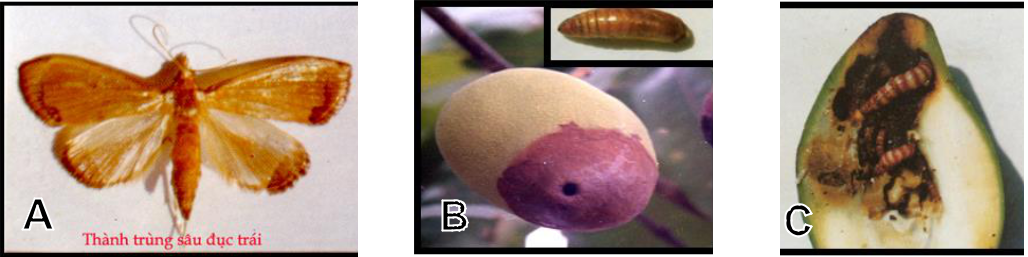 Hình 6: (A) Con trưởng thành sâu đục hột xoài; (B) Nhộng; (C) Ấu trùng trong hột xoài.