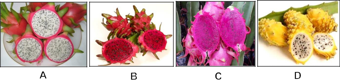 Hình 2: (A) Thanh long vỏ đỏ, ruột trắng (Hylocereus andatus); (B) Thanh long vỏ đỏ, ruột đỏ (Hylocereus sp.); (C) Thanh long vỏ tím, ruột tím (Hylocereus sp.); (D) Thanh long vỏ vàng, ruột trắng (Hylocereus megalanthus).