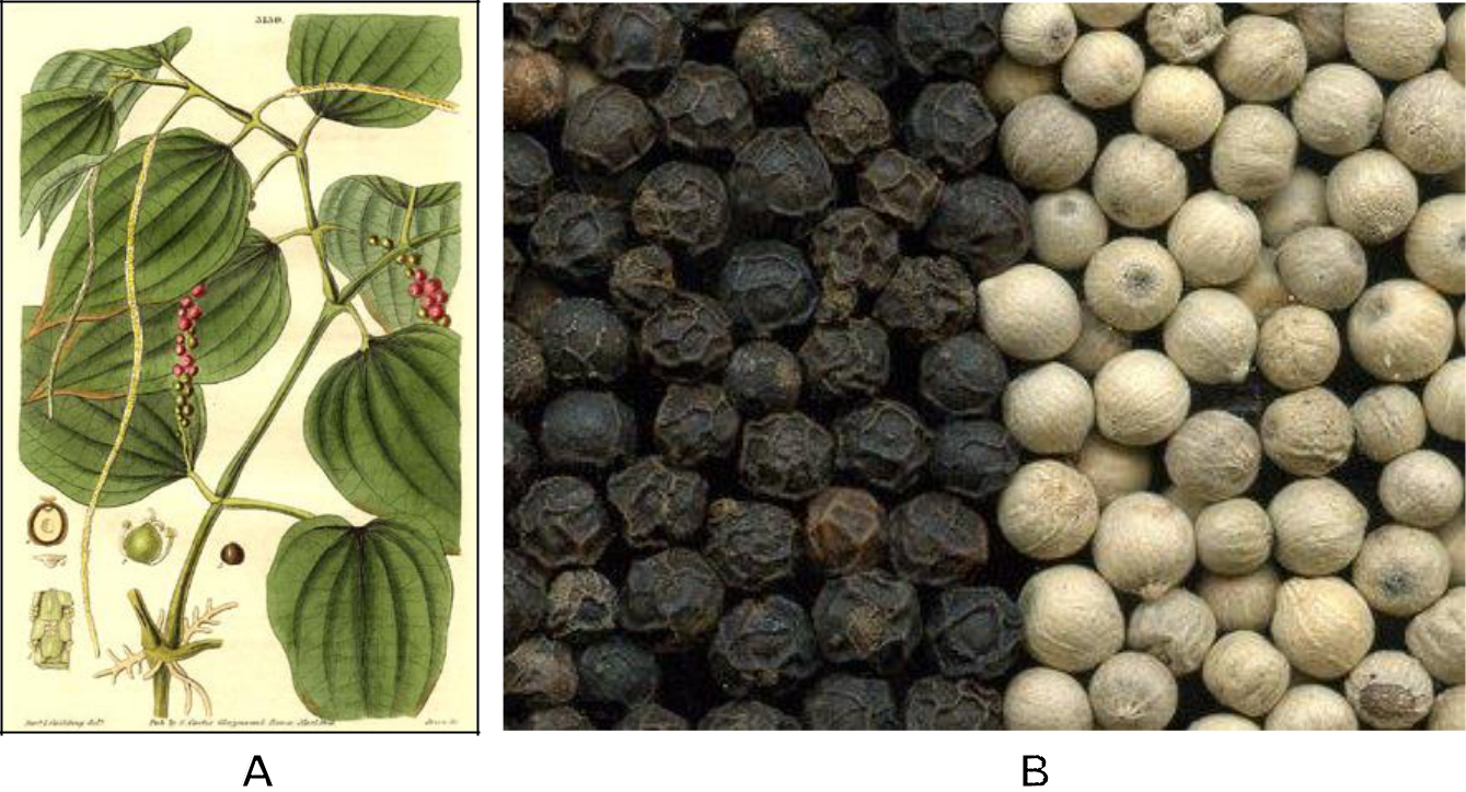 Hình 10: (A) Tiêu mang trái chín; (B) Hạt tiêu vỏ và tiêu sọ.