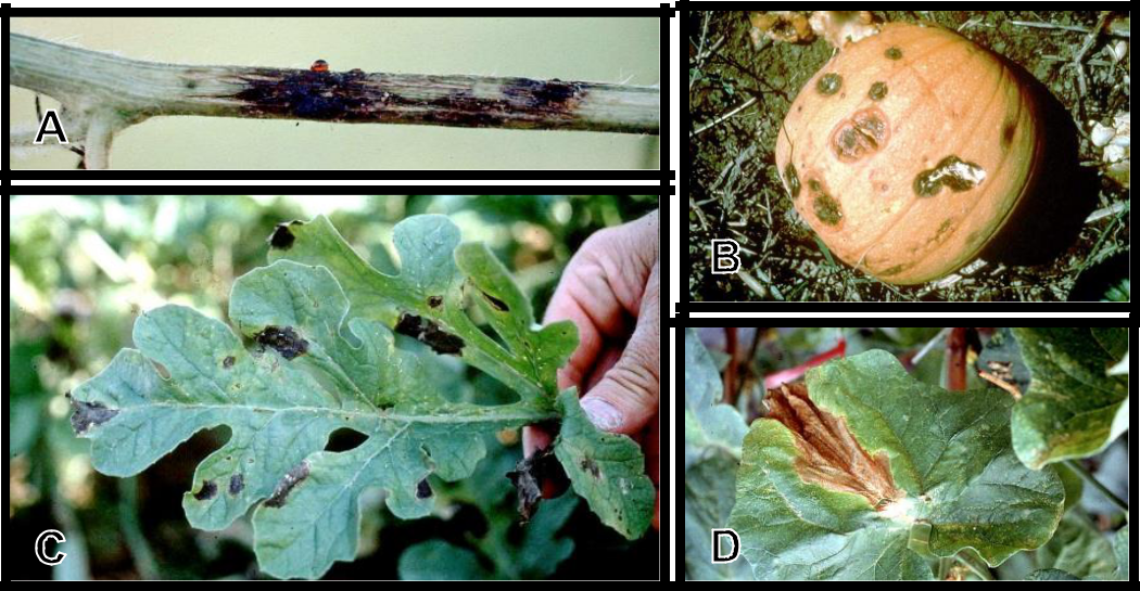 Hình 7: (A) Triệu chứng héo thân trên dưa hấu; (B) Bệnh gây hại trên trái; (C) Bệnh gây hại trên lá dưa hấu; (D) Bệnh gây hại trên lá dưa leo.