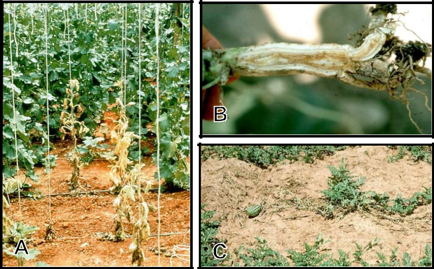 Hình 8: (A) Triệu chứng héo vàng (Fusarium) trên dưa; (B) Nấm bệnh tấn công mạch nhựa của cây; (C) Bệnh có thể gây chết hàng loạt.