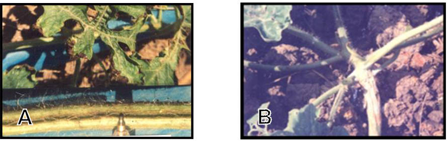 Hình 3: (A) Triệu chứng nứt thân chảy nhựa trên dưa hấu; (B) Nứt gốc dưa hấu.
