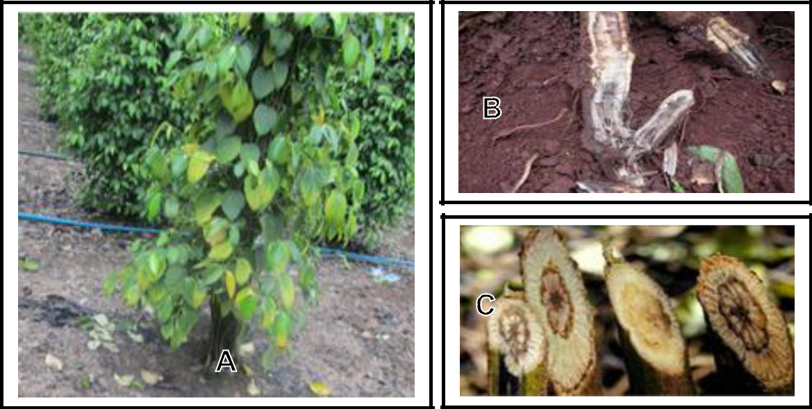 Hình 2: (A) Triệu chứng vàng lá xuất hiện trên thân lá; (B) Rễ bị thối đen; (C) Nấm bệnh tấn công gây thối đen mạch nhựa cây.
